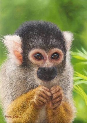 Squirrel Monkey