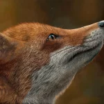 Fox At Sunset