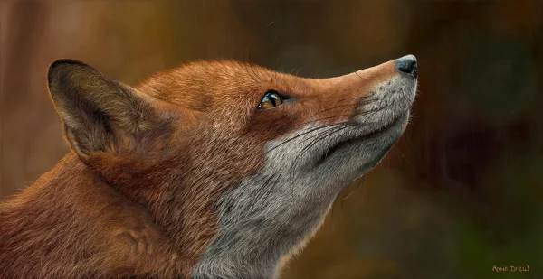 Fox At Sunset