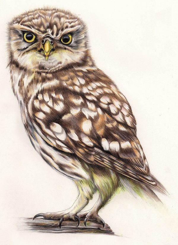Little Owl