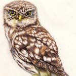 Little Owl