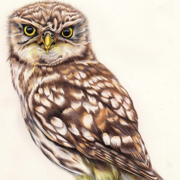 Little Owl