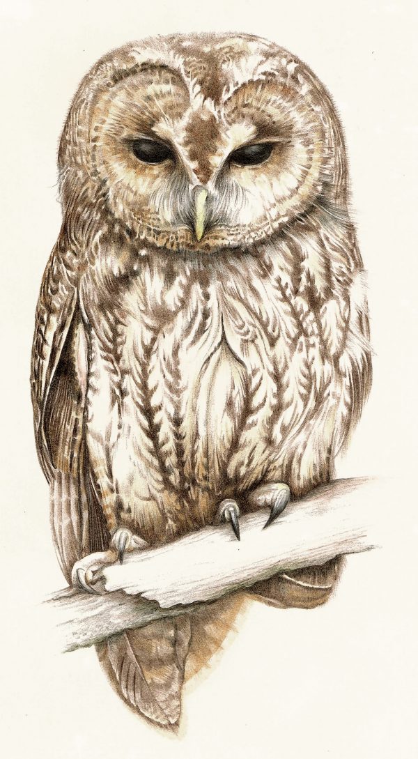 Tawny Owl