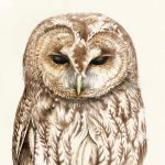 Tawny Owl