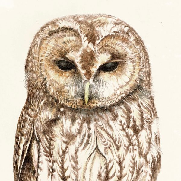 Tawny Owl