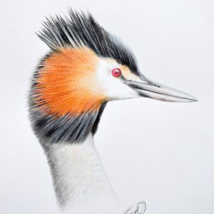 Crested Grebe