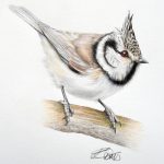 Crested Tit