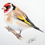 Goldfinch