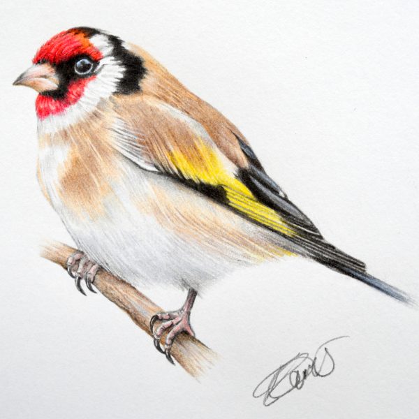 Goldfinch