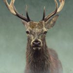 Red Deer Limited Edition