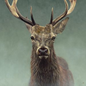 Red Deer