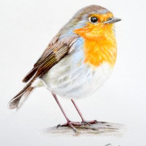 Robin