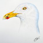 Seagull