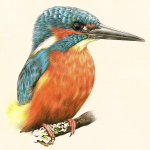Kingfisher