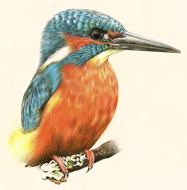 Kingfisher