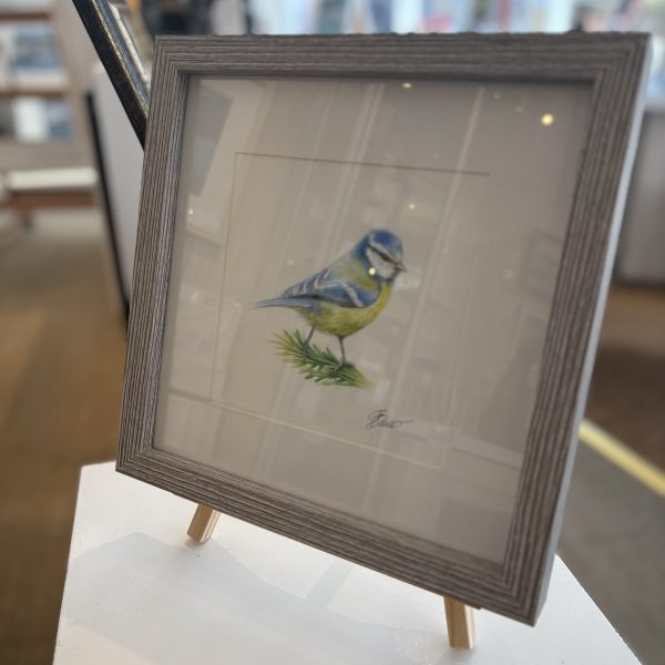 Blue Tit