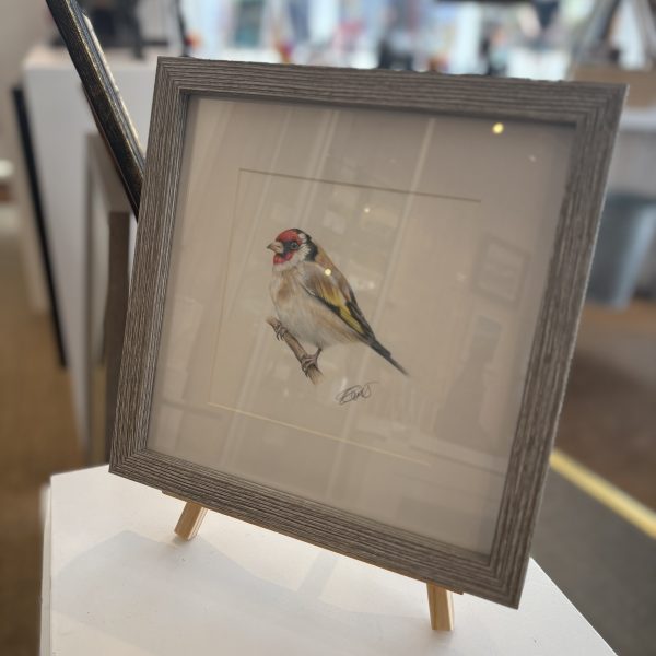Gold Finch