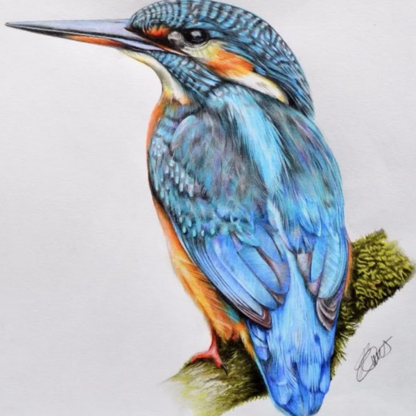 Kingfisher