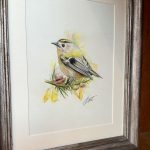 Gold crest in bloom
