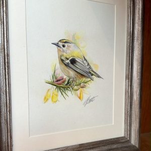 Gold crest in bloom