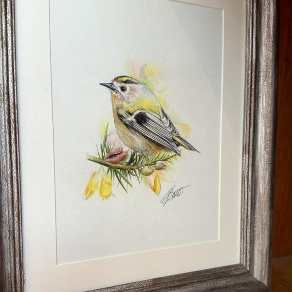Gold crest in bloom