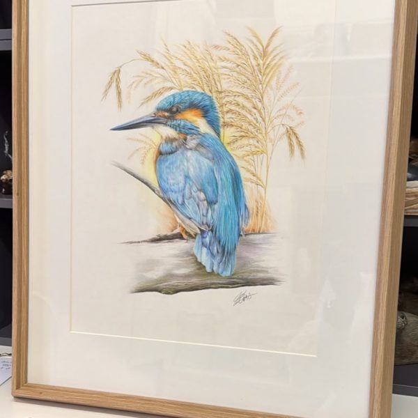 Kingfisher in the reeds