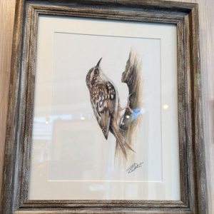 Tree creeper