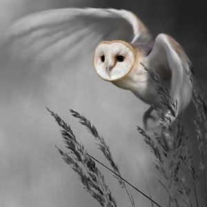Nigel Hemming